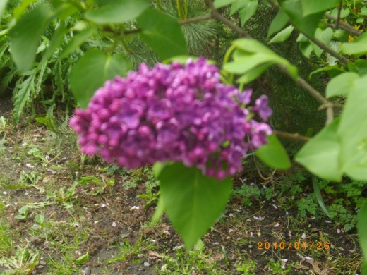 Though some shots may be tempting, they wind up blurry. For these, a manual focus is a must.