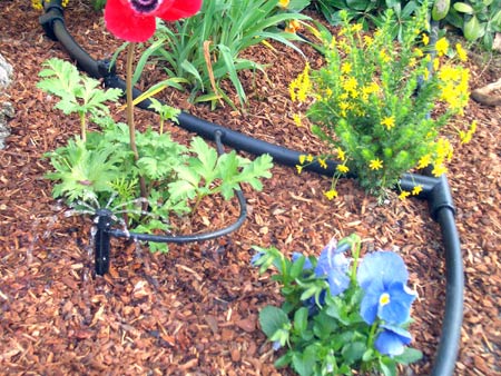 Drip irrigation is essential to cut down on water waste.