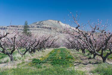 Peach trees in bloom on Orchard Mesa near Palisade.