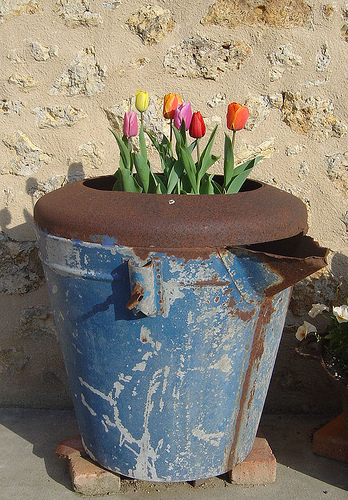 I found this 'planter' in the barn. Ideal for spring bulbs