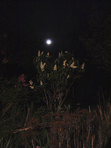 Lilacs scent the night.