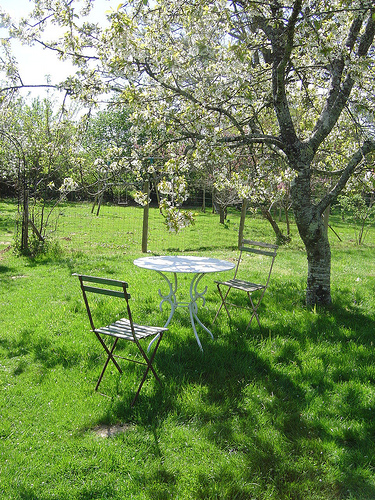 We love to sit under the cherry blossom on warm April days.