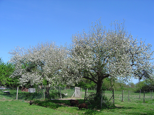 Blue skies and apple blossom. The sheep also 'mow' the grass for us.