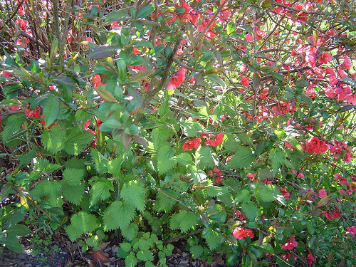Nettles and Japanese Quince
