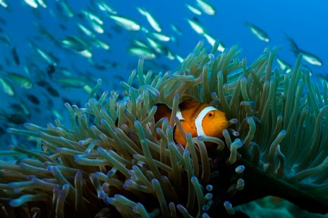 Rich marine life at Perhentian