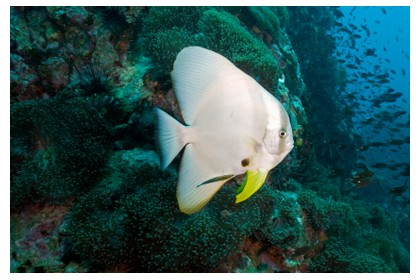 Bat fish sighted during dive at Perhentian