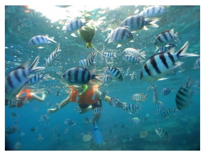Amazed by the density of fishes at Perhentian