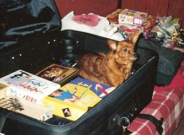 My dog is ready to travel