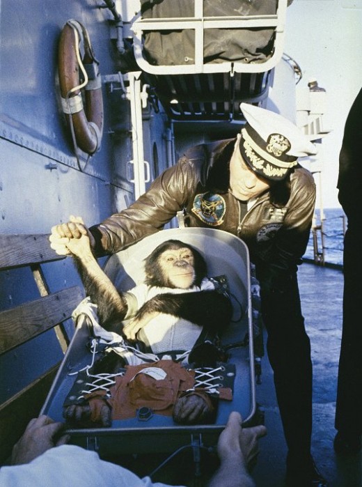 A chimpanzee named Ham tested the Mercury spacecraft before Shepard's flight. Photo courtesy of NASA.