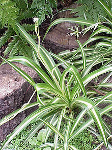 Spider plant courtesy wikipedia.org