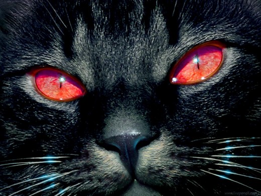 Is a black cat bad luck?