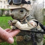 American Veteran profile image