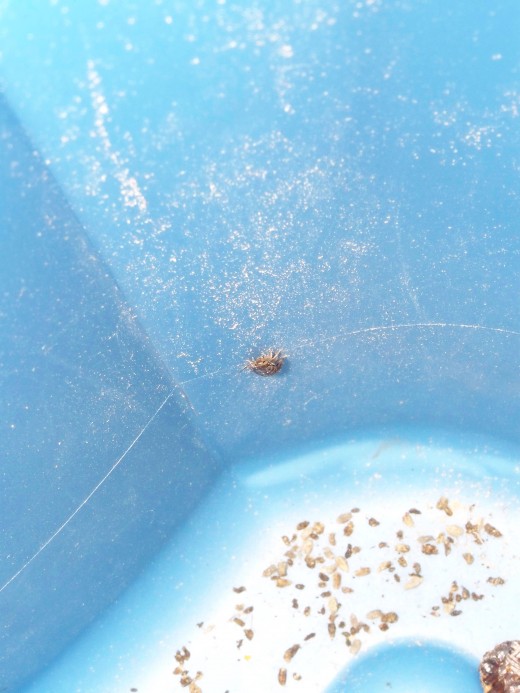 Blaptica Dubia nymph crawling vertically inside of a sterilite tub. Be sure to use lids!