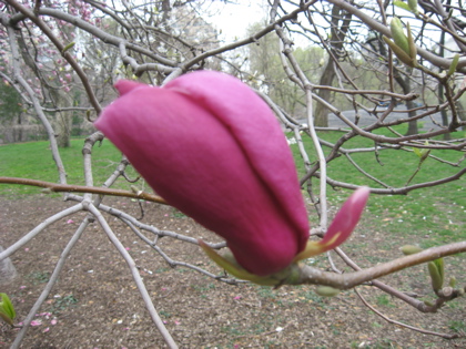 A single, pink magnolia bud is about to bloom in Central Park / Photo by E. A. Wright 