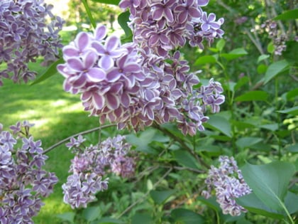 Lilacs blooming in Central Park in late April / Photo by E. A. Wright
