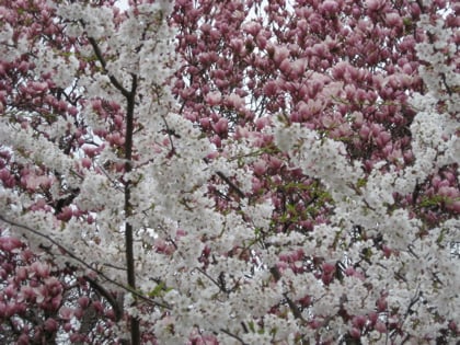Pink and white blossoms light up the landscape of Central Park on a gray day / Photo by E. A. Wright
