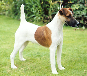 The Smooth Fox Terrier