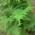Fern Fern