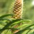 Conifer Cone Conifer Cone