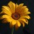 Wet Flower Wet Flower