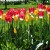 Tulips in Bloom Tulips in Bloom