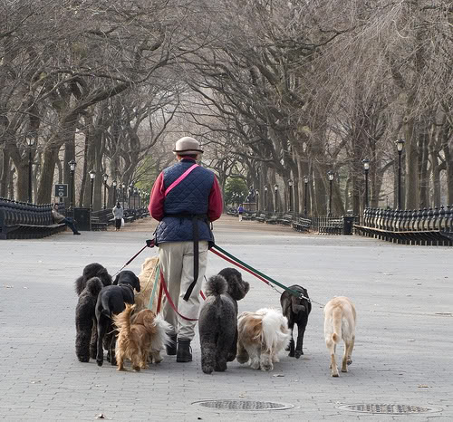 Drool around with your dogs to give them the exercise they need and a chance to pee or poo. Shun away with places that mete out fines once your dog performs the "call of nature".