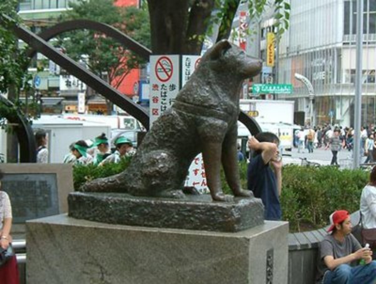 Japanese Akita Inu The Story of Hachiko, the Loyal Dog