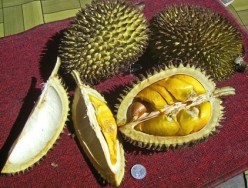 What are the Benefits of Durian