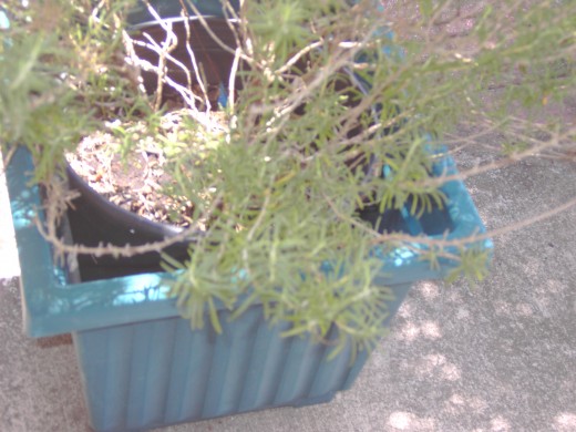 Rosemary is evergreen, so should your content.