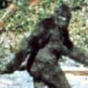 Chunksofunk profile image