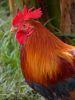 There's no such thing as a naughty rooster! image from http://www.sxc.hu/ 