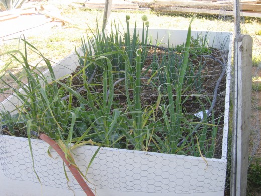 Growing vegetables in a box garden can be fun and rewarding!