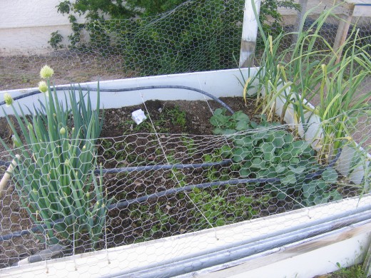 Plants growing from left to right: Very mature green onions (some are flowering), carrot sprouts, broccoli sprouts, garlic