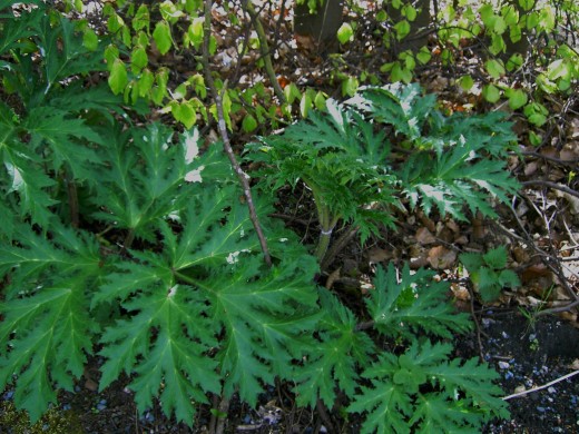 The Hogweed---hogging This Herb for Free Food. | hubpages