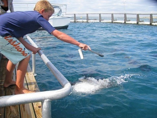 pin on solar greenhouse and aquaponics
