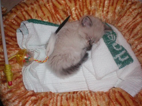 The first evening we introduced Smoky to our family and our home.