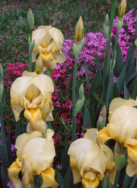 Yellow Iris In Garden