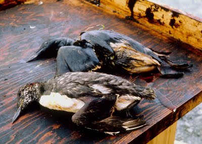 Gulf oil spill- dead birds