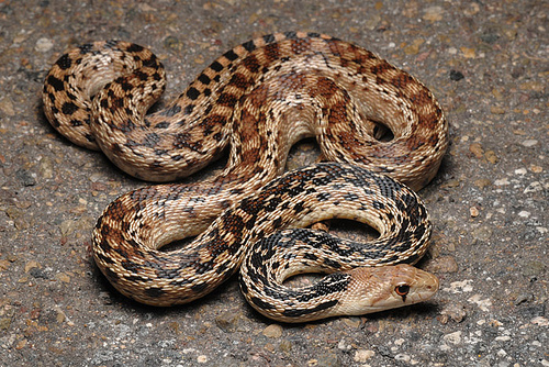 Note the lovely auburn-brown coloration. They are easily tamed and make docile pets.