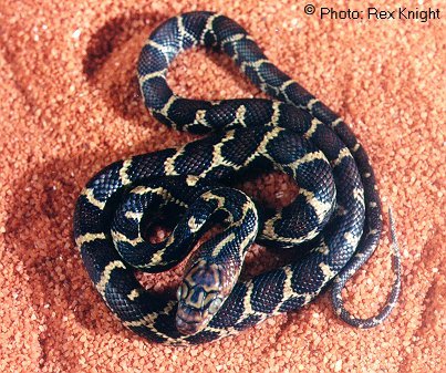 This Mexican Night Snake has very dark coloration as you can see.