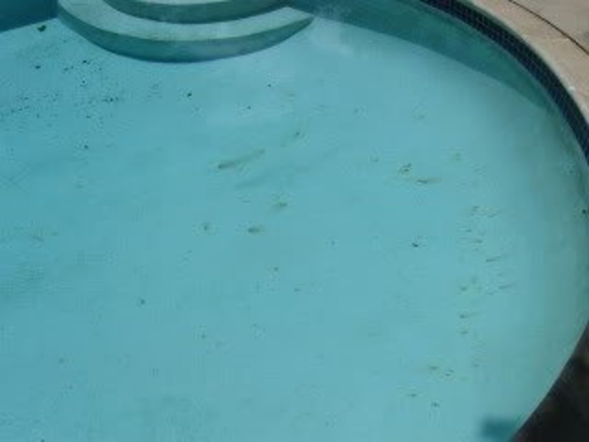 How to Get Rid of Black Algae Spots in Your Pool Dengarden