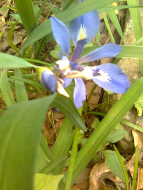 Iris lily