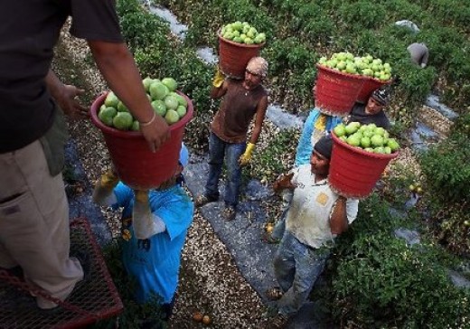 Image result for picking tomato field eastern shore va