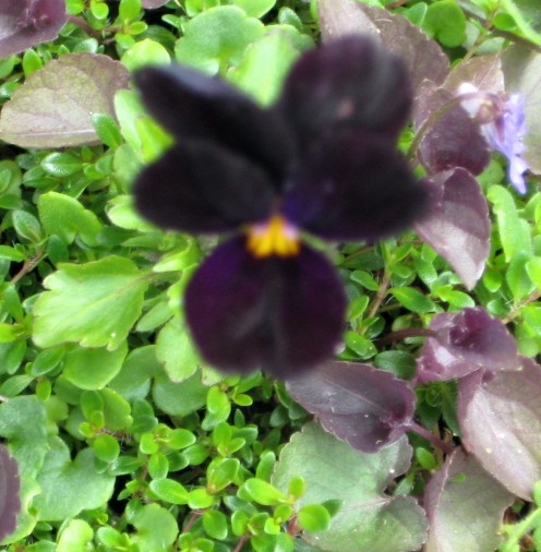 photo: viola flower.