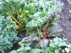 What are the Benefits of Chard