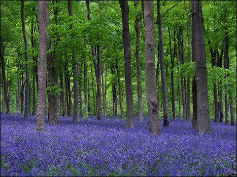 Bluebells in Lockeridge, England, near Stonehenge, on a fine Spring Day!