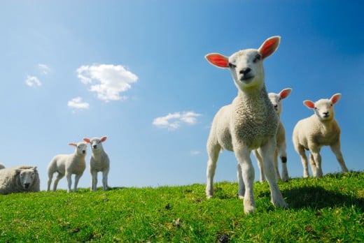 In the Spring, lambs can be seen on the ancient, rich green pasture grass in the UK.