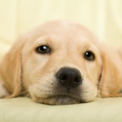 comfortcare profile image