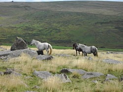 Dartmoor ponies during the spring and summer months.