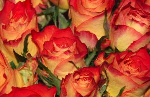 Buy your Mother a dozen of organic roses for Mother's Day.